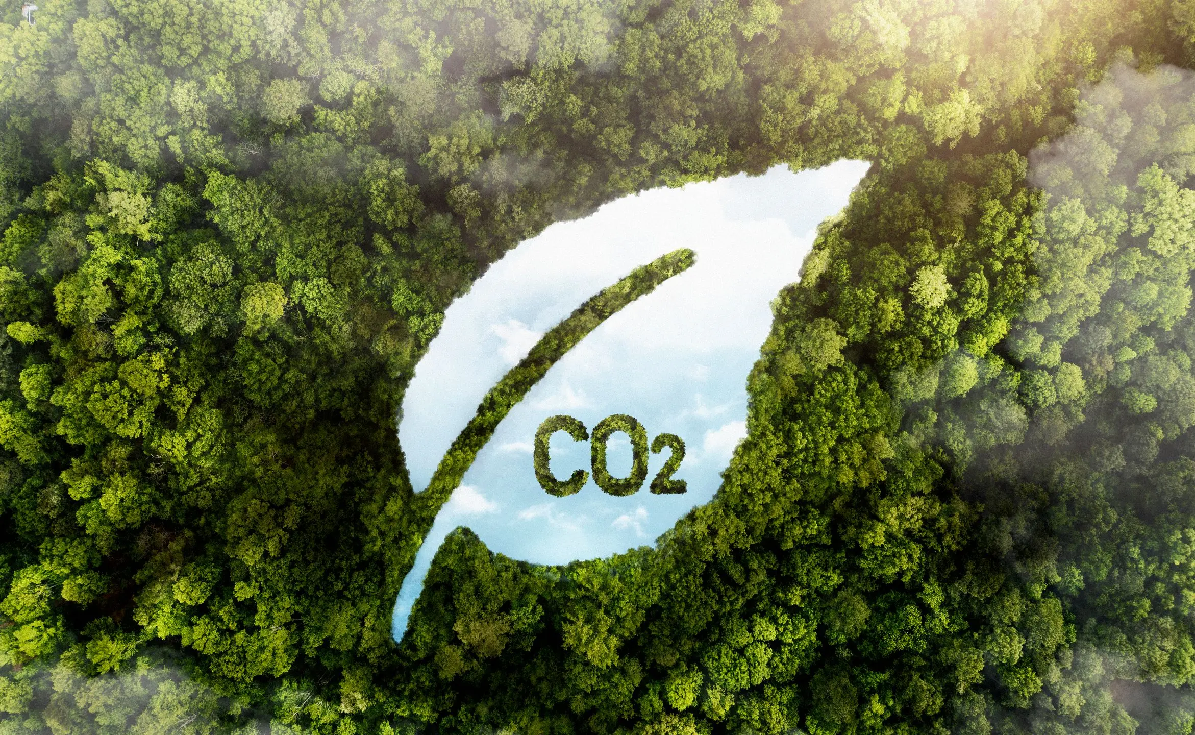 Forest with a CO2 leaf